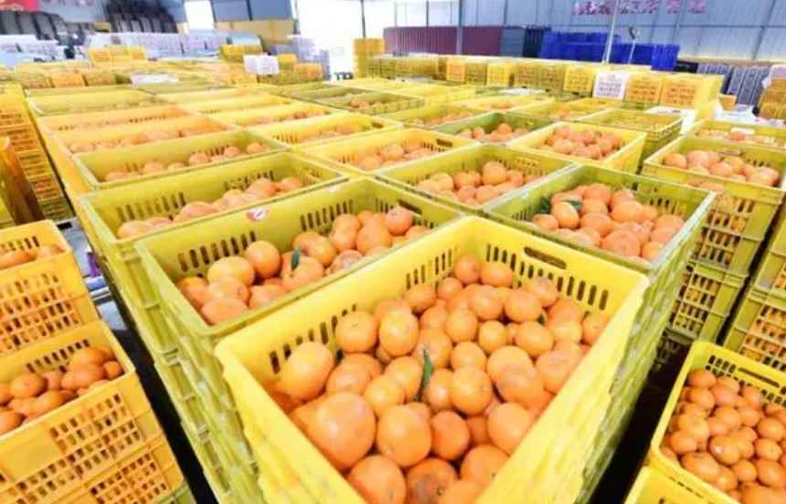 沃柑冷庫保鮮存儲技術方法