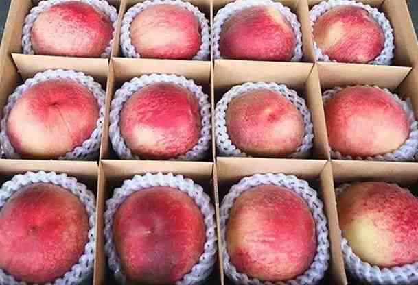 大批量桃子如何在保鮮冷庫中存儲