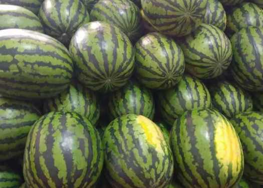 600立方米西瓜氣調(diào)冷庫價(jià)格多少錢