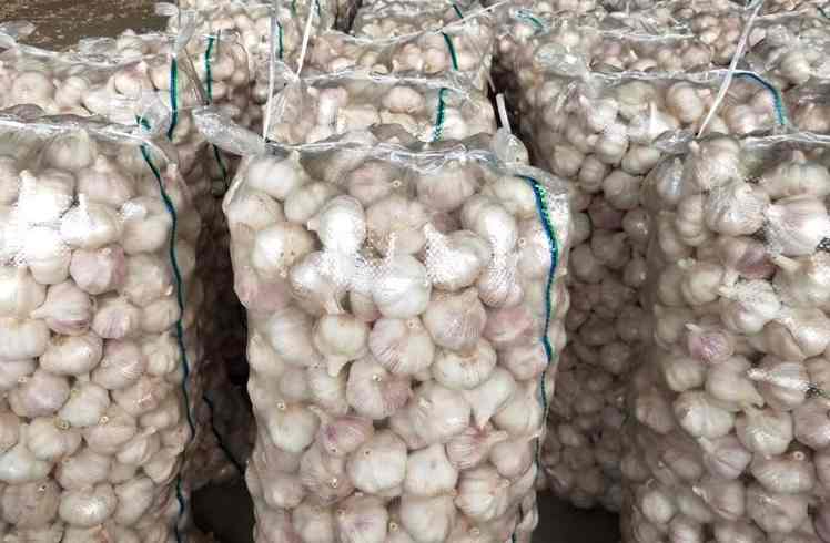  大蒜冷庫存儲(chǔ)溫度多少度比較好