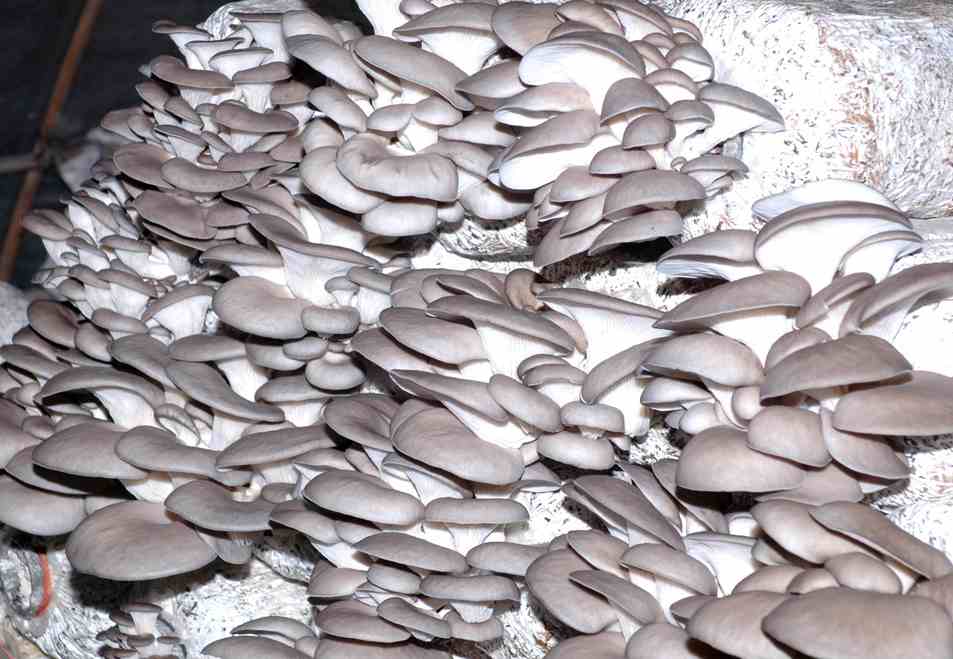  建造100平米蘑菇保鮮冷庫(kù)需要多少錢(qián)