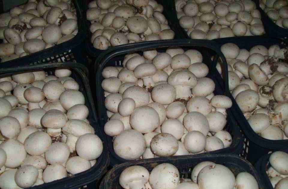  建造100平米蘑菇保鮮冷庫(kù)需要多少錢(qián)