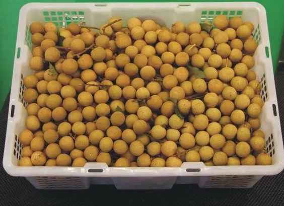 安裝一個500平米龍眼冷庫需多少錢