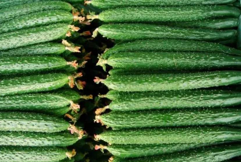 建900平米黃瓜保鮮冷庫(kù)安裝多少錢