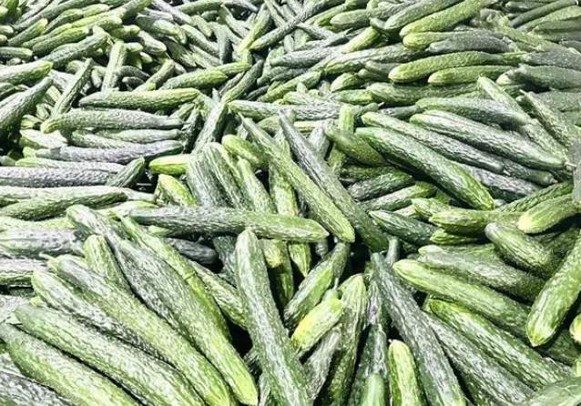 建900平米黃瓜保鮮冷庫(kù)安裝多少錢